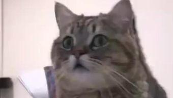 吃瓜赵喵喵喵,揭秘娱乐圈的喵星人与瓜田奇遇记