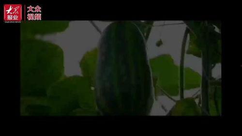 大庆吃瓜视频,揭秘网络热传背后的真实故事