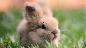 兔兔娱乐吃瓜,揭秘娱乐圈吃瓜背后的真相与趣味