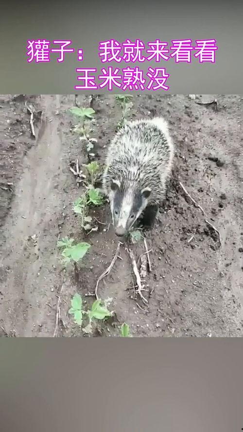 瓜獾如何吃,瓜獾的独特进食技巧揭秘