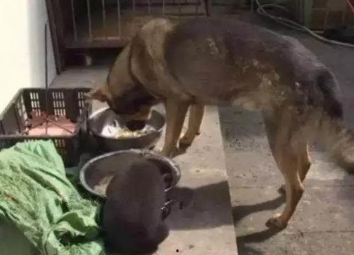 大狗吃大瓜,大狗畅享大瓜盛宴