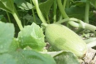 吃瓜稀缺,揭秘吃瓜稀缺背后的秘密