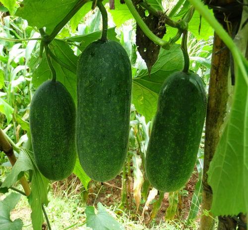 吃瓜种子,一场关于美食与文化的盛宴