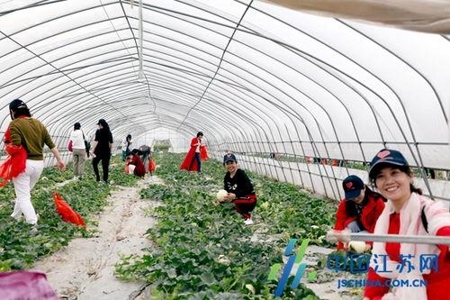 兴化吃瓜,瓜果飘香，品味生活