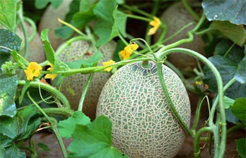 亚瓜怎么吃,探索美味与营养的完美融合