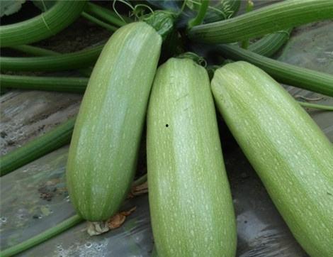 咸瓜痛风可以吃吗,适量食用，健康生活