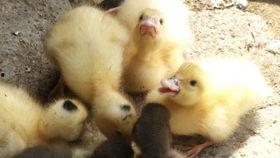 快乐吃瓜鸭,揭秘娱乐圈幕后故事