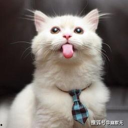 长期吃瓜吐舌头,揭秘长期吃瓜吐舌头的奥秘