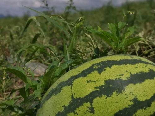 王瓜成熟可以吃,品味自然馈赠的甘甜时光