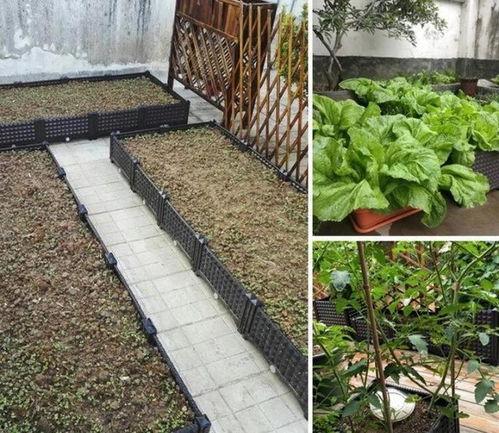 寿光 楼顶 吃瓜,夏日吃瓜乐趣无限