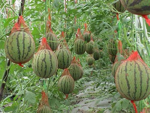 种瓜就有瓜吃,实践与收获的哲学启示