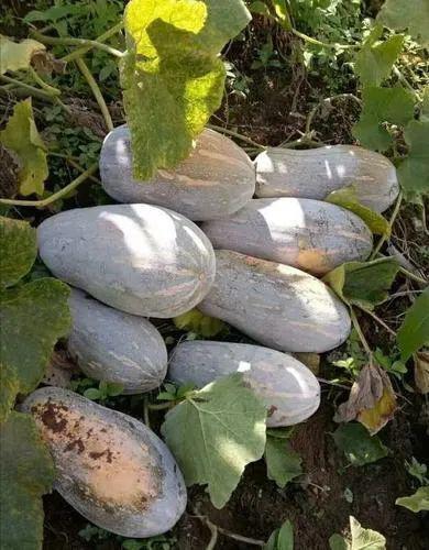 云南吃瓜大全,吃瓜大全里的风味盛宴