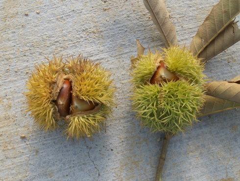 吃栗子可以吃瓜和香蕉吗