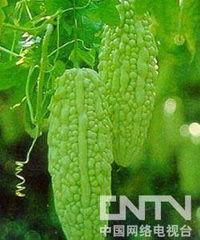 安然吃瓜群,揭秘网络社交圈的趣味与争议