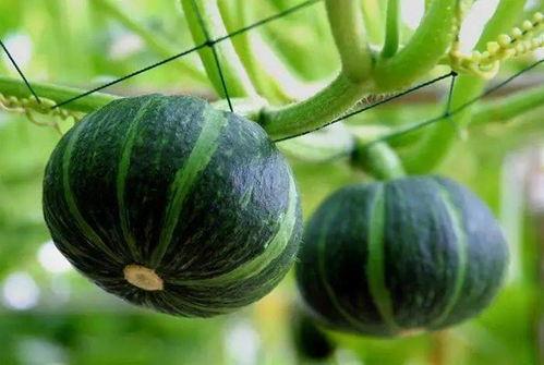 夏邑最近的吃瓜,最新“吃瓜”事件，揭秘背后真相！