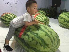 临海吃瓜群众事件最新,网络热议背后的真相与反思