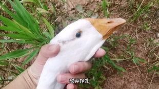 吃瓜娃子洪濑,吃瓜娃子洪濑的传奇故事