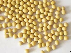 带你吃瓜脂巧克力,带你品尝脂巧克力新风尚