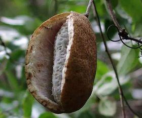 下山吃八月瓜,探寻下山吃八月瓜的甜蜜之旅