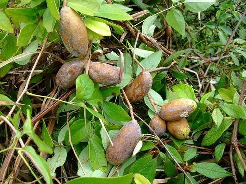 下山吃八月瓜,探寻下山吃八月瓜的甜蜜之旅