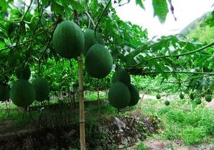 吊瓜怎么吃图片