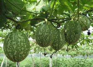 吊瓜怎么吃图片