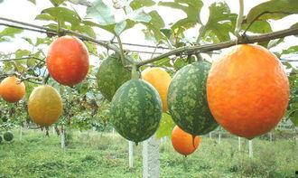 吊瓜怎么吃图片