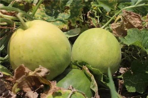 白玉瓜甜瓜怎么吃,白玉瓜甜瓜的多彩食法探索