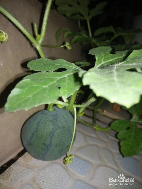 吃籽最多的瓜,揭秘吃籽最多的瓜种